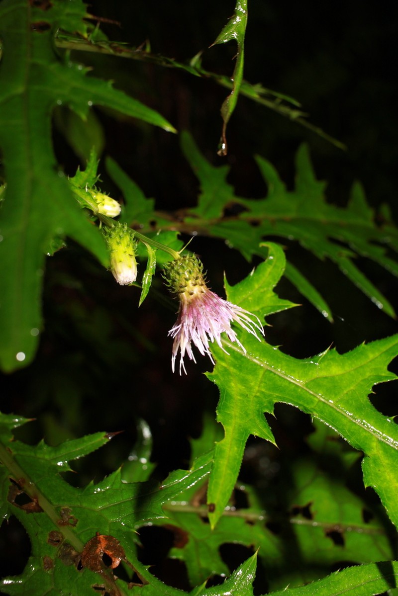 Cirsium ashinokuraense
