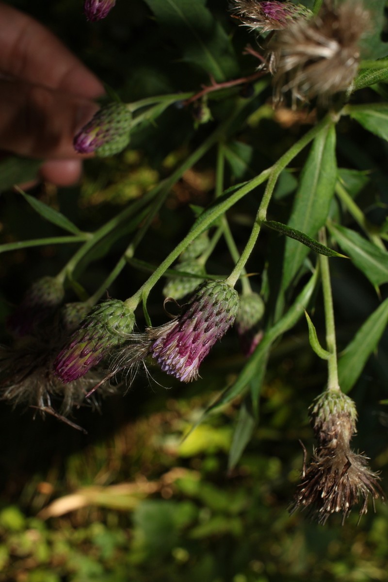 Cirsium ashiuense
