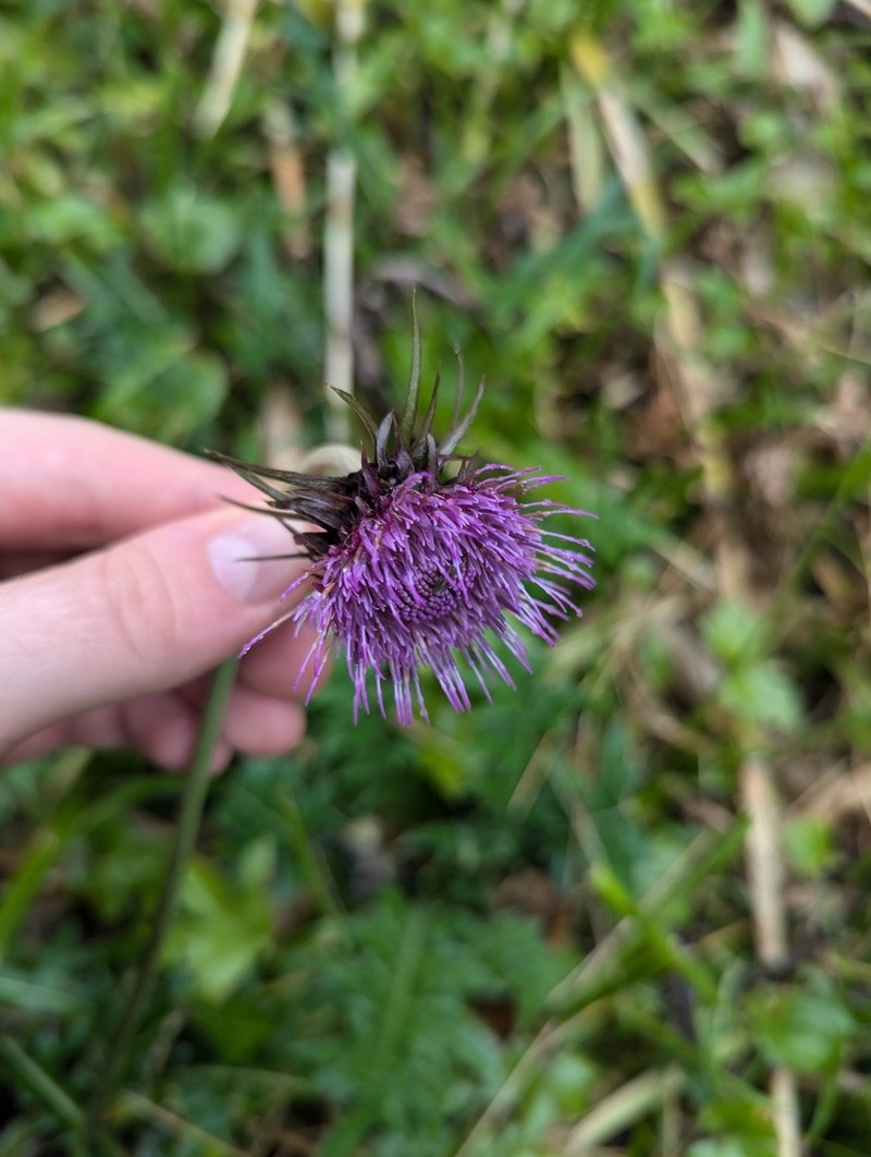 Cirsium babanum