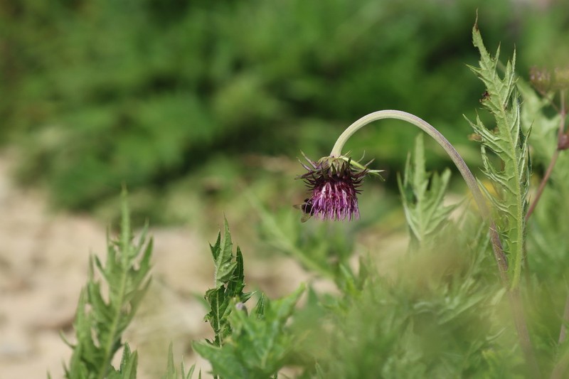 Cirsium babanum photo 2