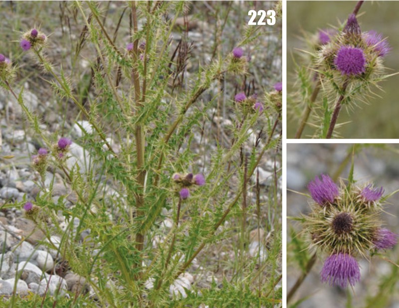 Cirsium badakhschanicum