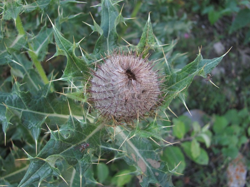 Cirsium balkharicum