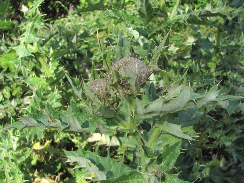 Cirsium balkharicum photo 2