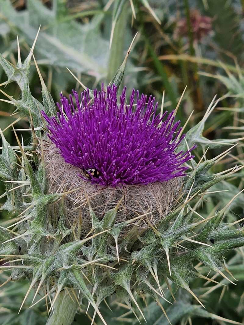 Cirsium balkharicum photo 3
