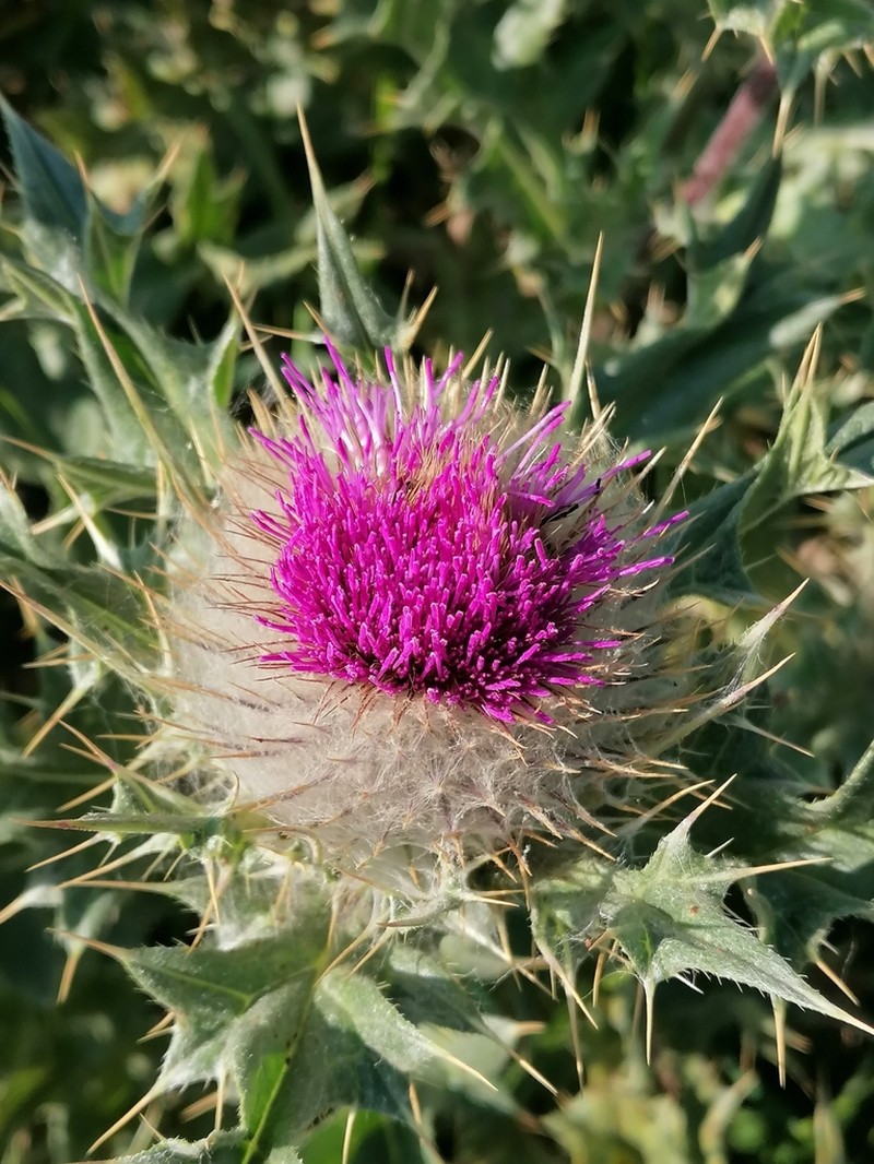 Cirsium balkharicum photo 4