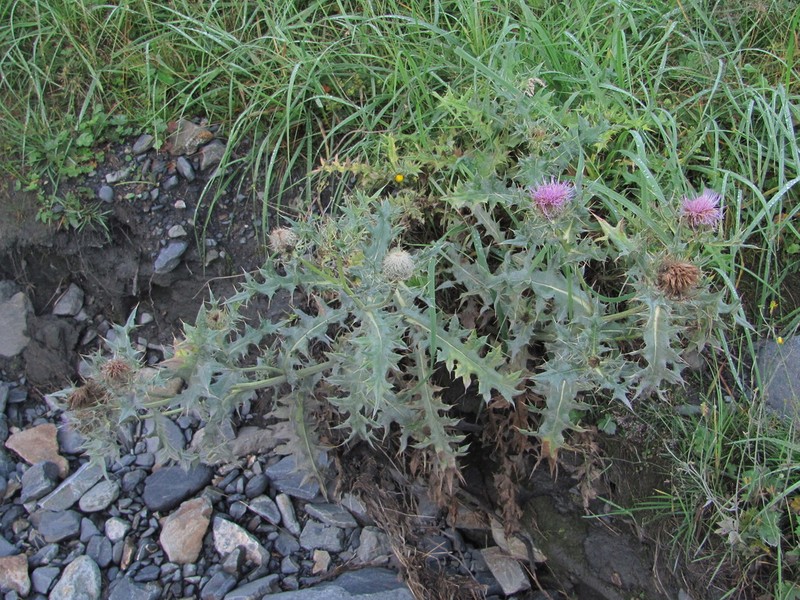 Cirsium balkharicum photo 5