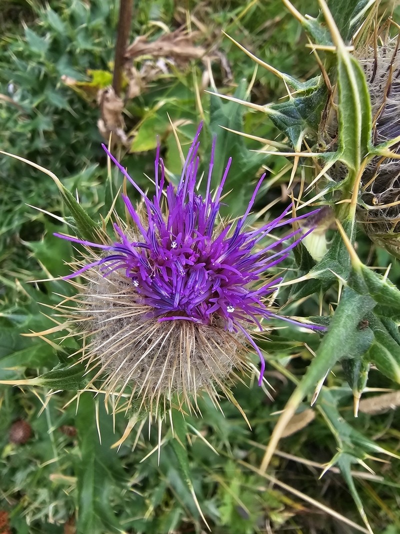 Cirsium balkharicum photo 6