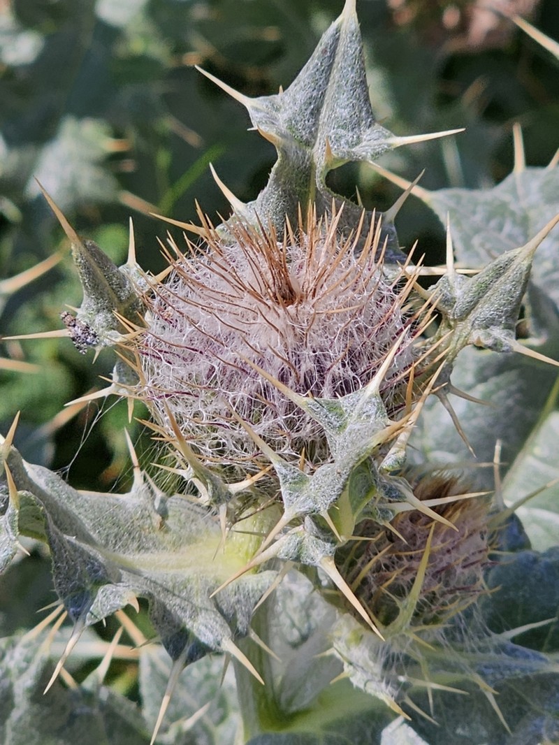 Cirsium balkharicum photo 7