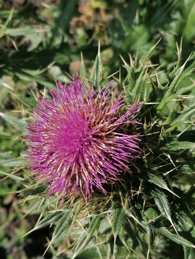 Cirsium balkharicum photo 8
