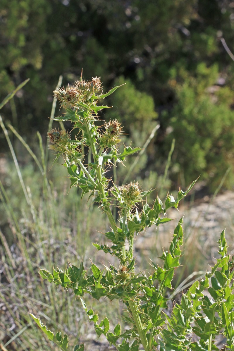Barneby's Thistle