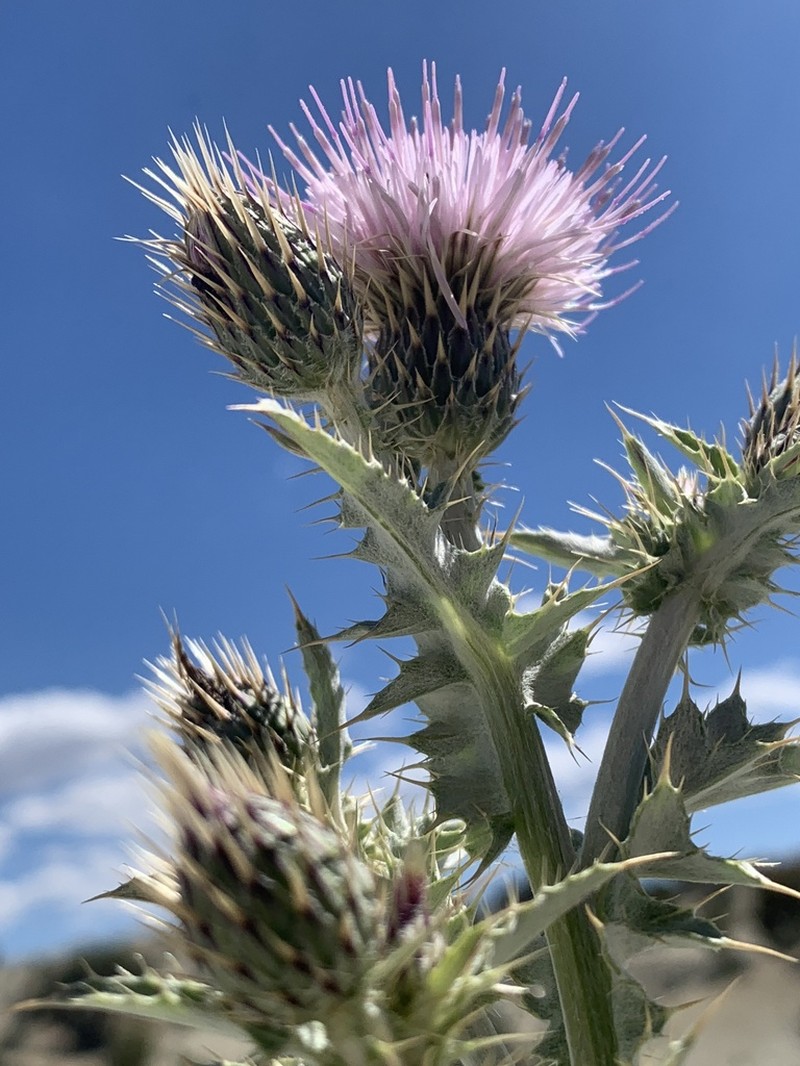 Barneby's Thistle