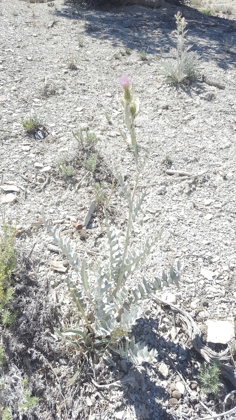 Barneby's Thistle photo 2