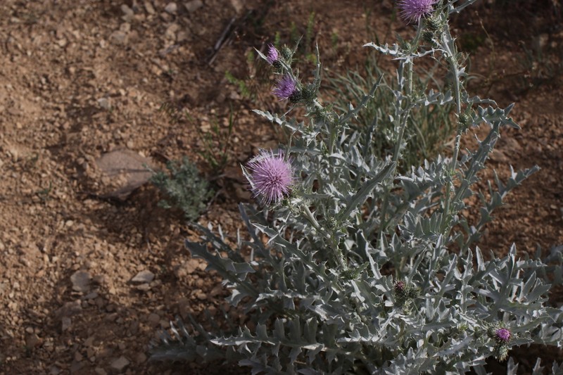 Barneby's Thistle photo 3