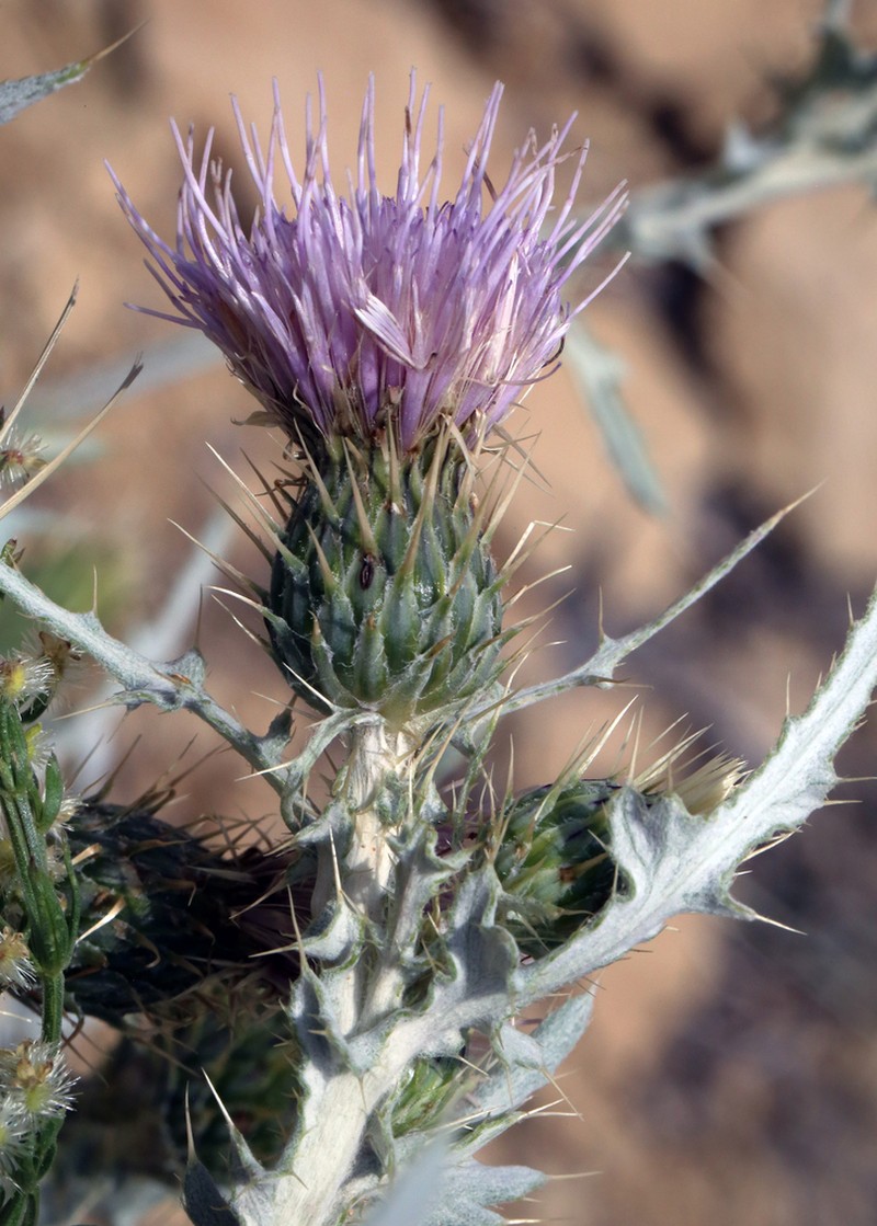 Barneby's Thistle photo 4