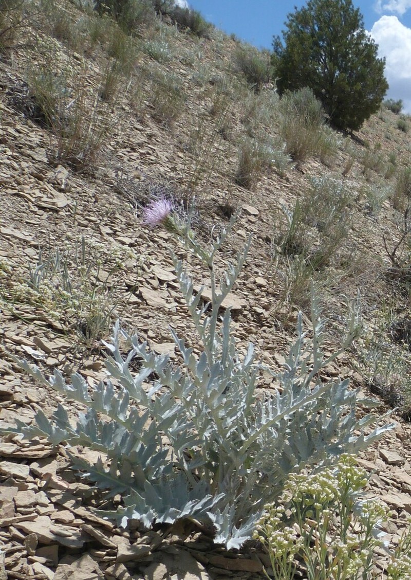 Barneby's Thistle photo 5