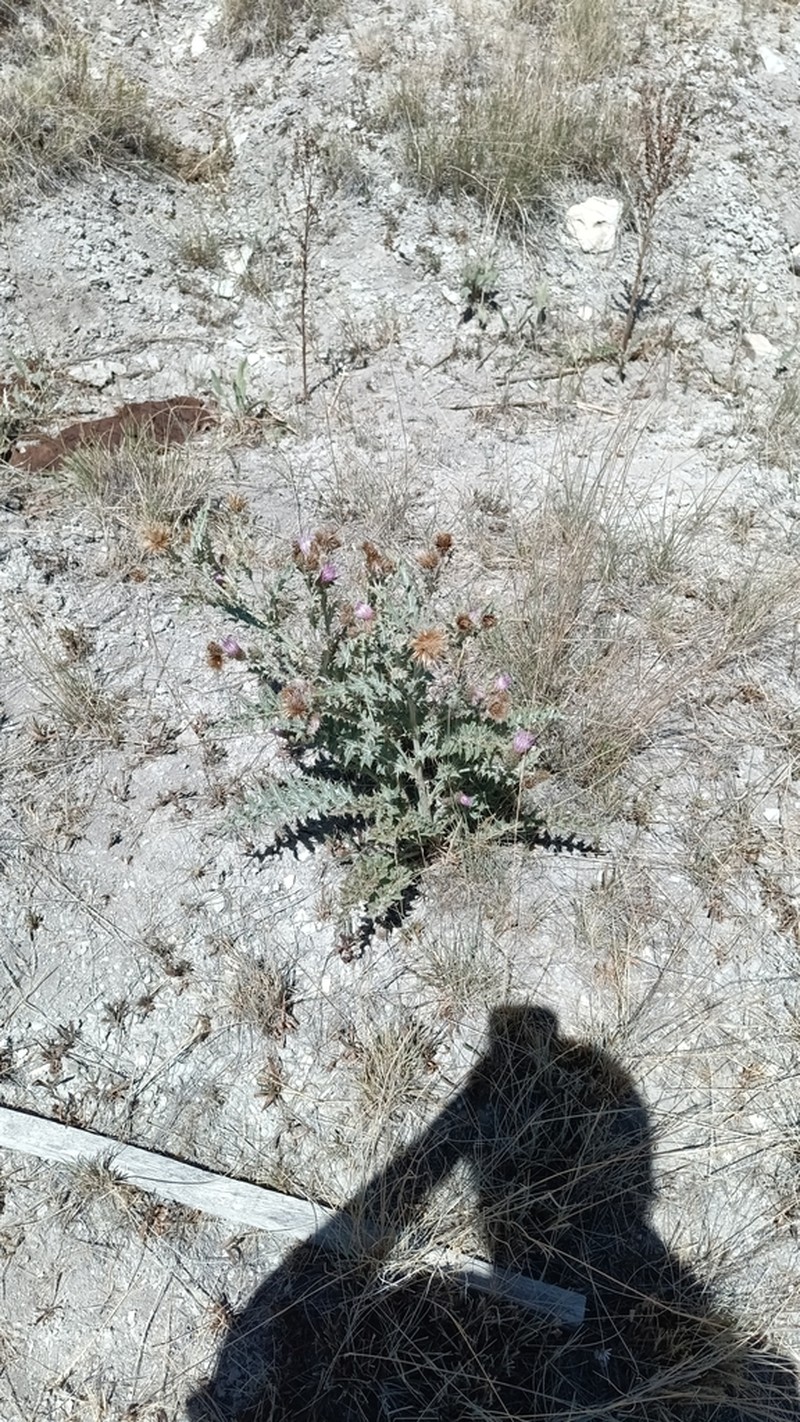 Barneby's Thistle photo 6