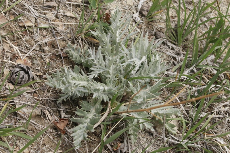 Barneby's Thistle photo 7