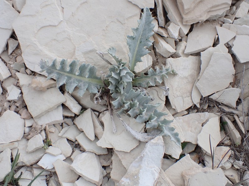 Barneby's Thistle photo 8