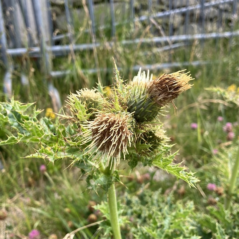 Cirsium bertolonii