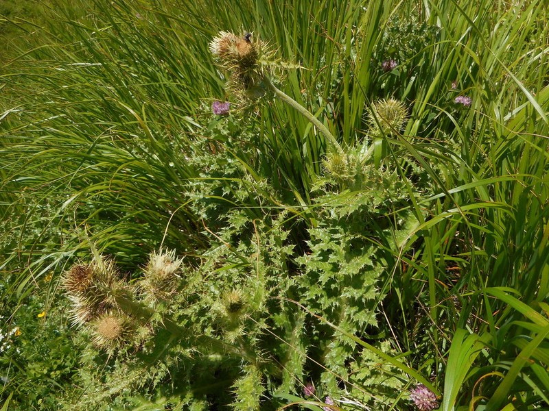 Cirsium bertolonii photo 2