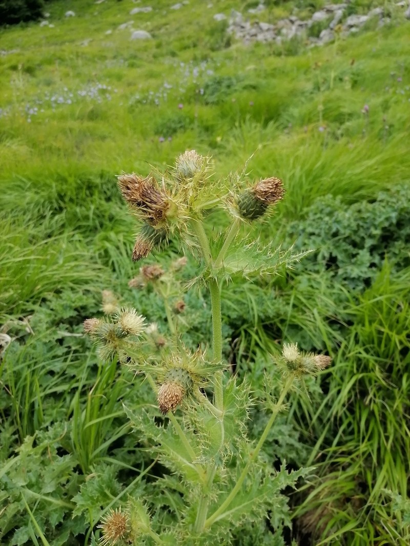Cirsium bertolonii photo 3
