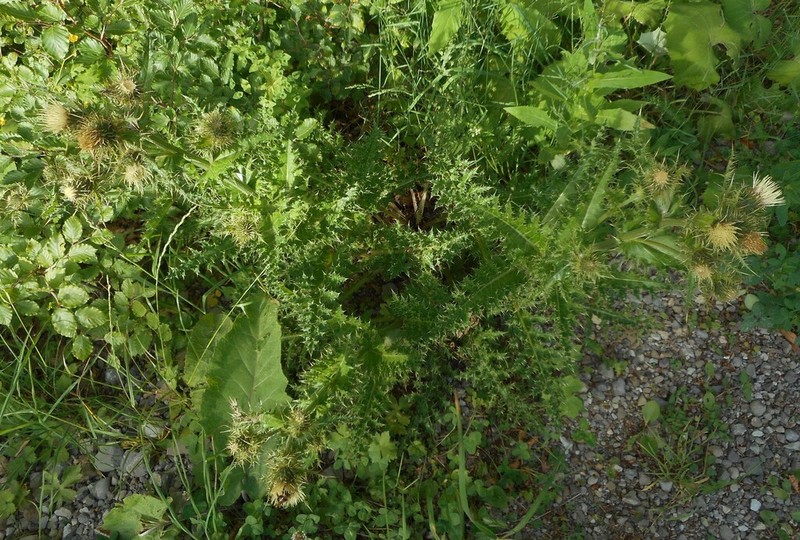 Cirsium bertolonii photo 4