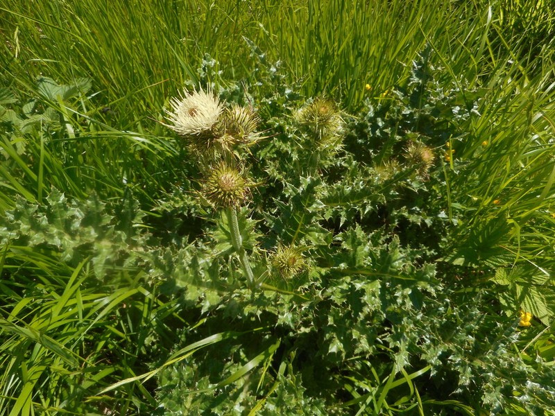 Cirsium bertolonii photo 5