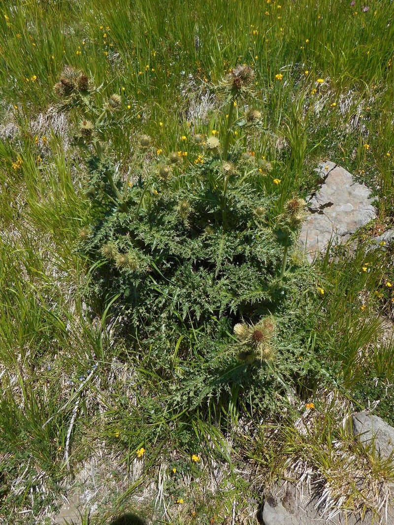 Cirsium bertolonii photo 6