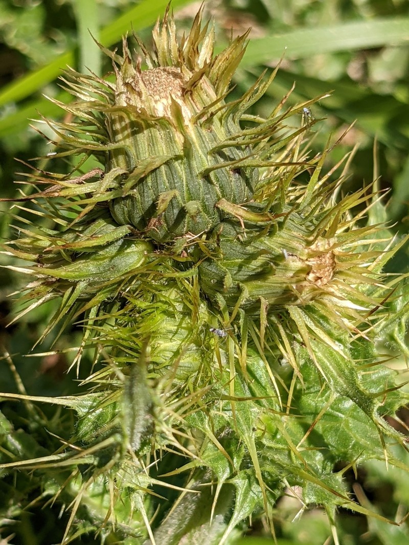 Cirsium bertolonii photo 7