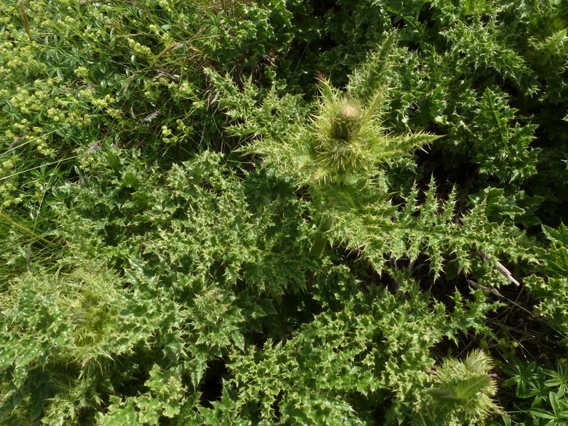 Cirsium bertolonii photo 8