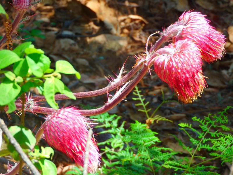 Cirsium bicentenariale