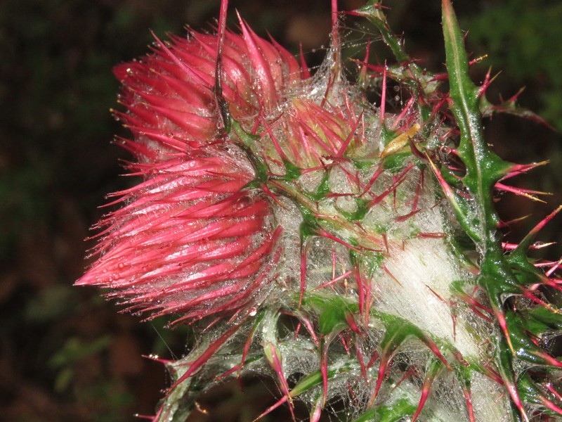Cirsium bicentenariale photo 2