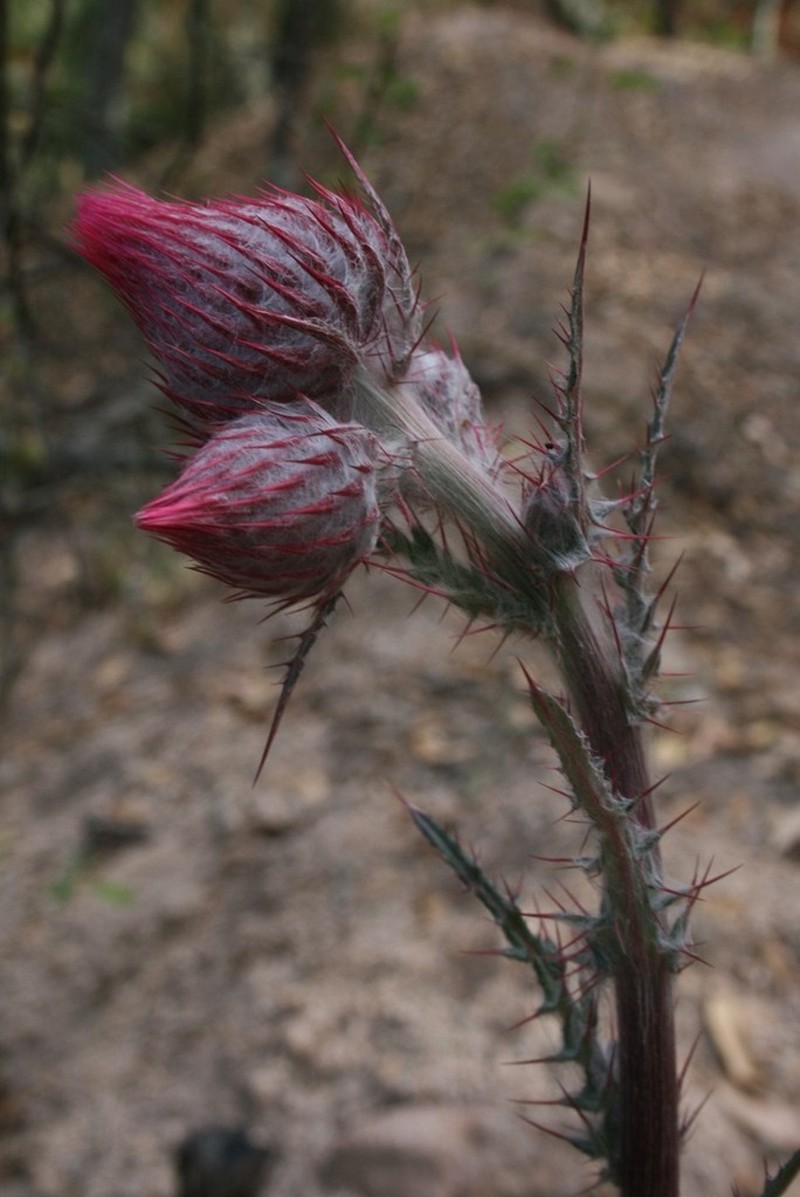 Cirsium bicentenariale photo 3
