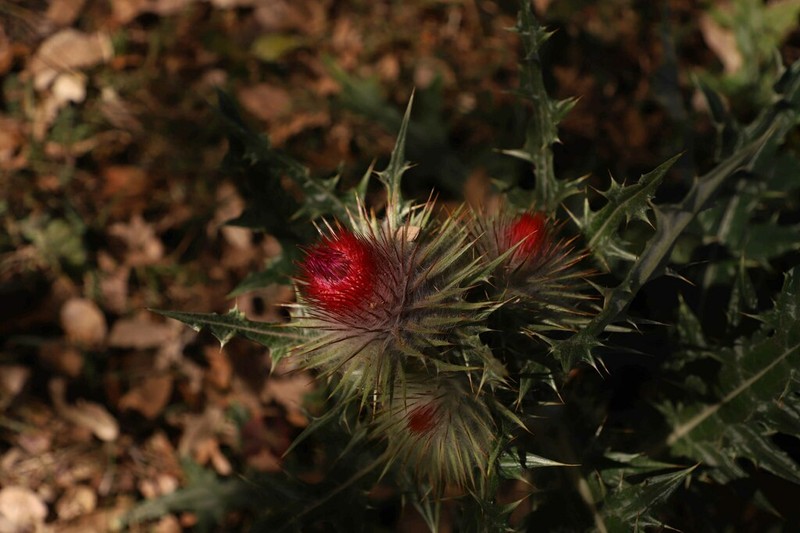 Cirsium bicentenariale photo 4