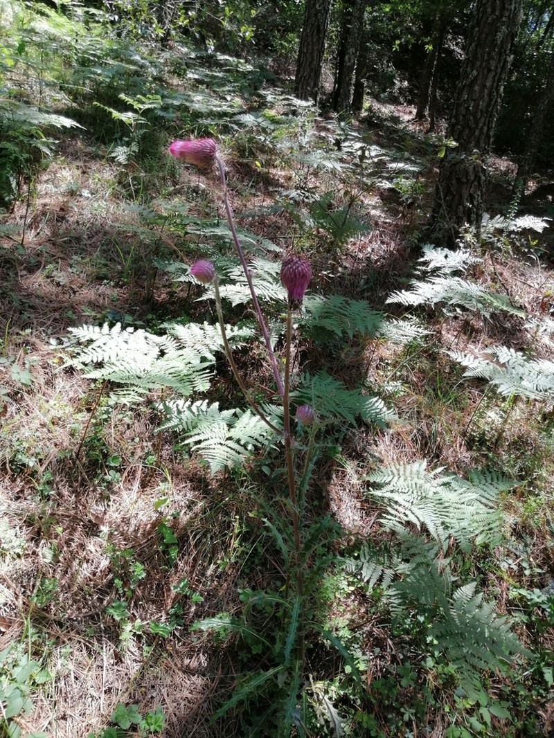Cirsium bicentenariale photo 5