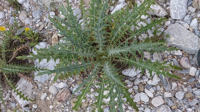 Cirsium bicentenariale photo 6