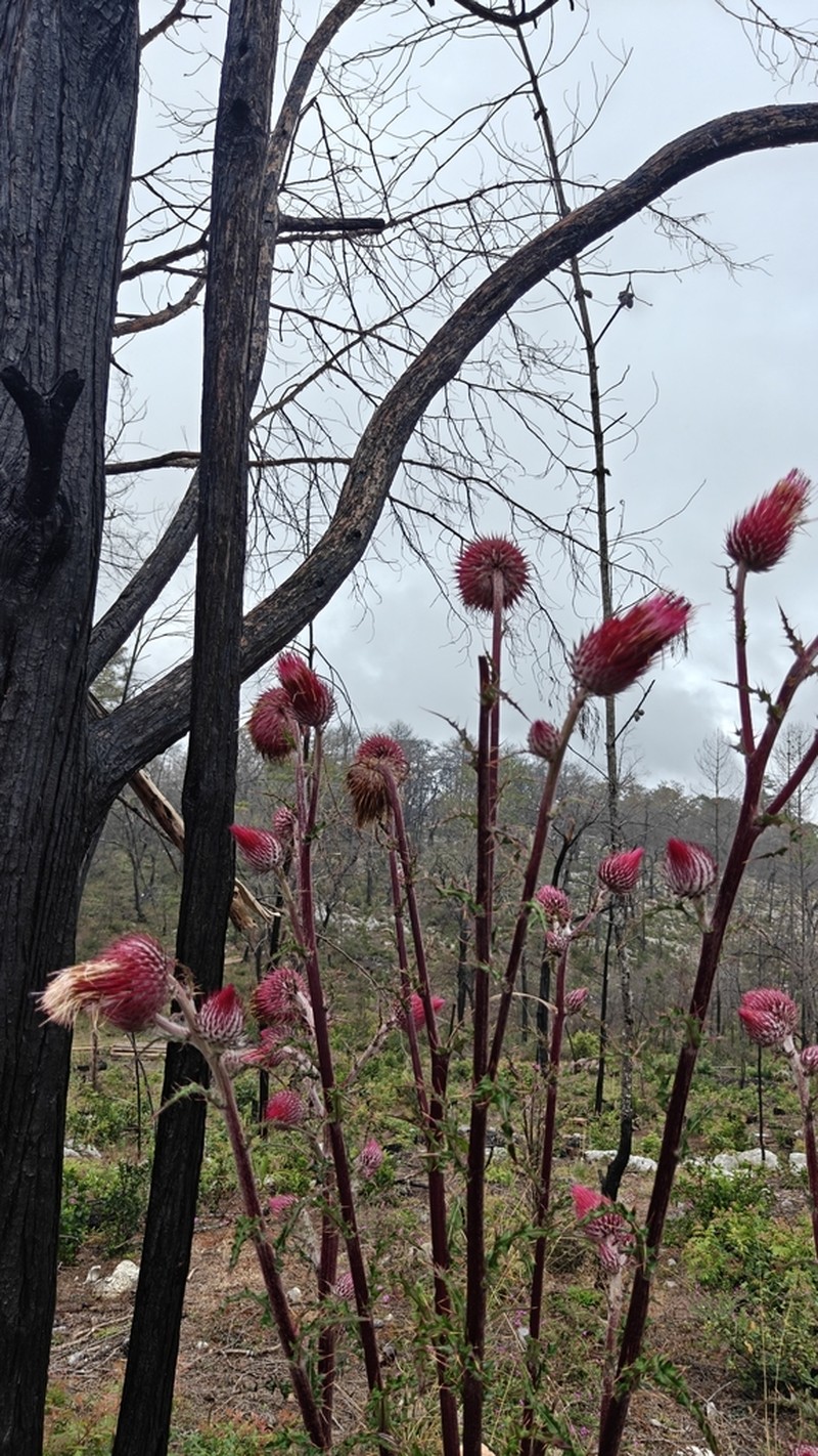 Cirsium bicentenariale photo 7