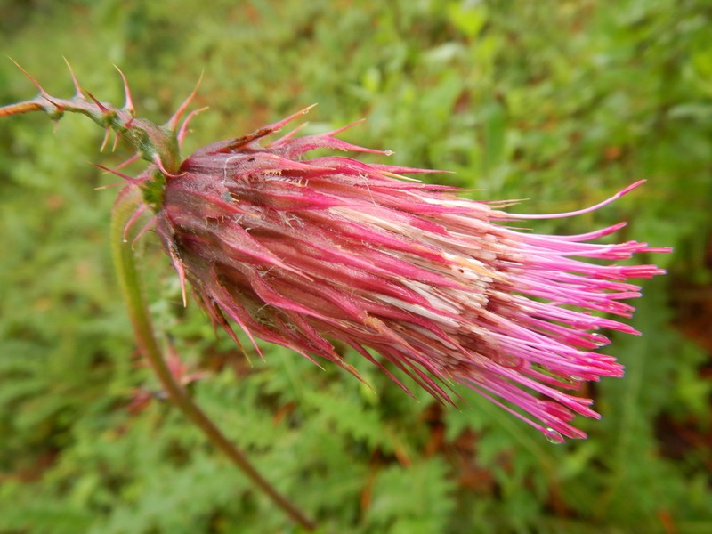 Cirsium bicentenariale photo 8
