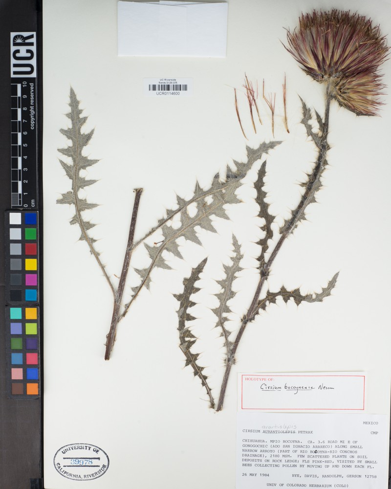 Cirsium bocoynense