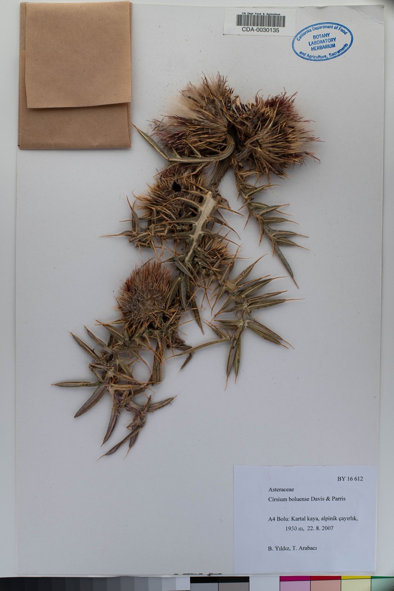 Cirsium boluense