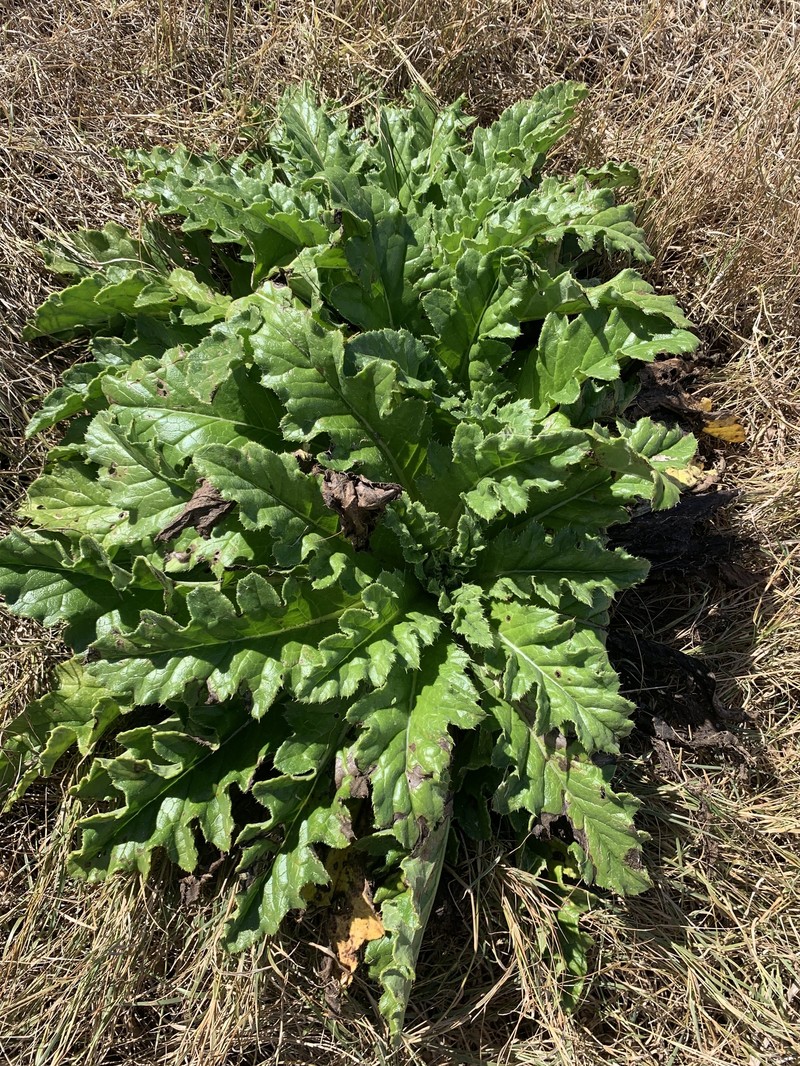 Cirsium boninense
