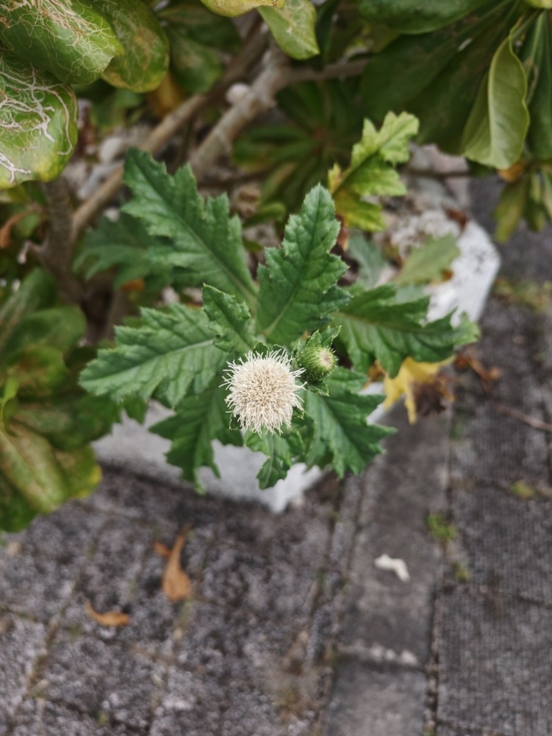 Cirsium boninense photo 2