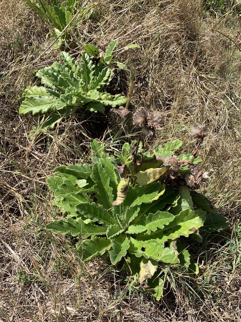 Cirsium boninense photo 4