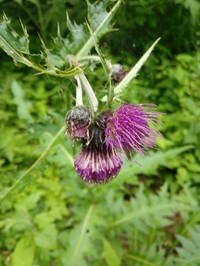 Cirsium borealinipponense
