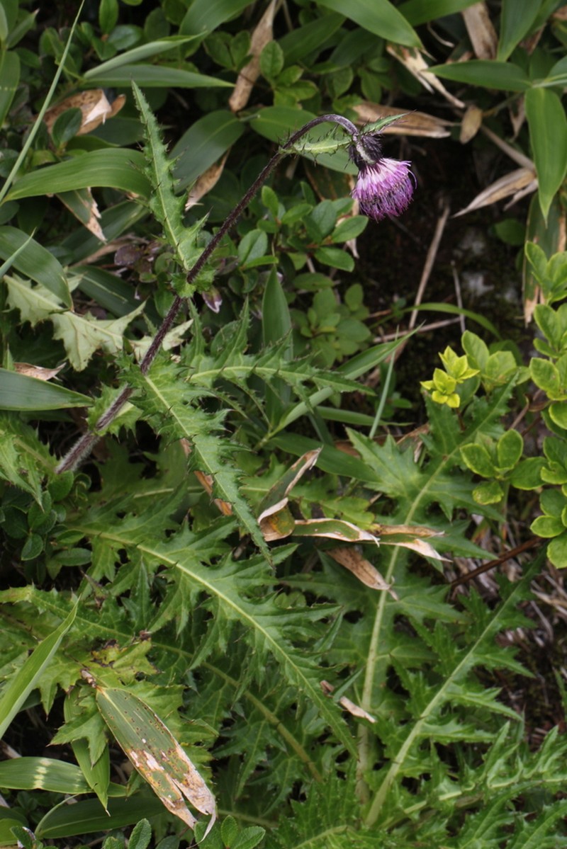Cirsium borealinipponense photo 2