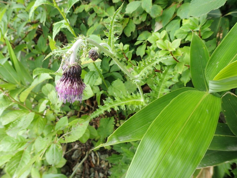 Cirsium borealinipponense photo 4