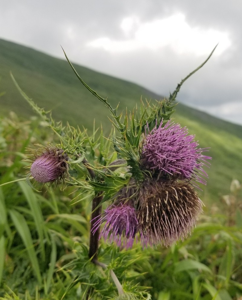 Cirsium borealinipponense photo 5