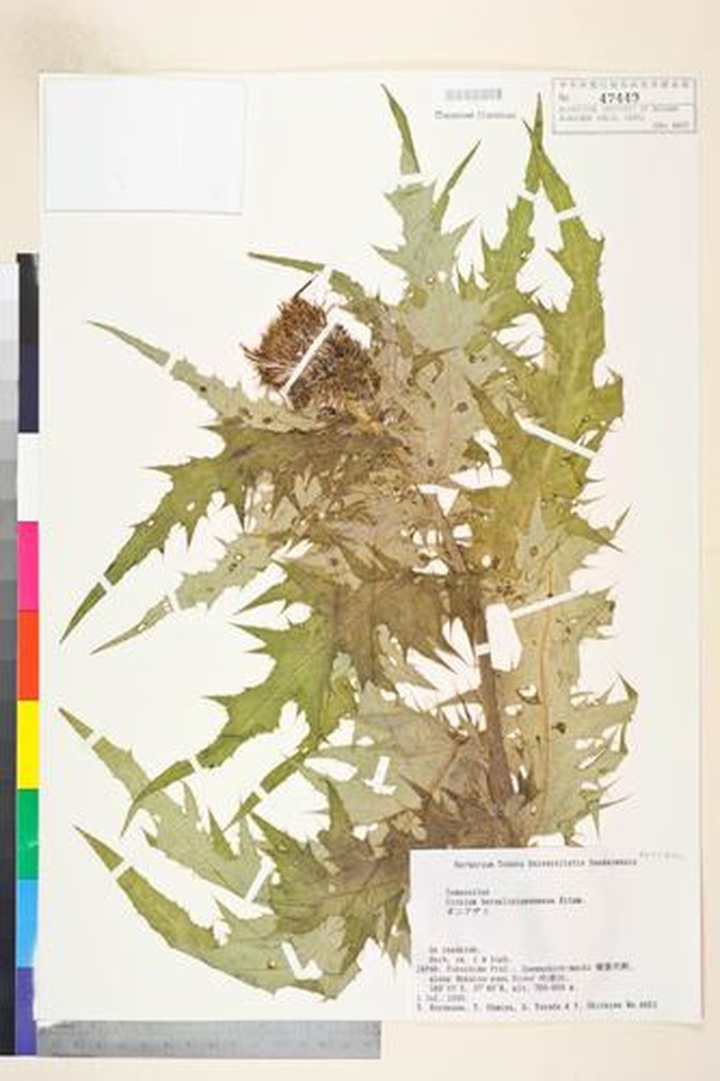 Cirsium borealinipponense photo 7