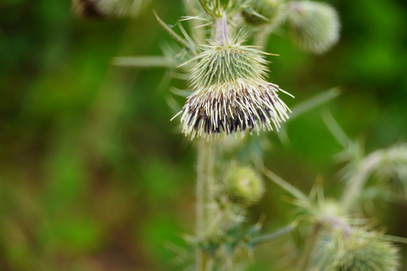 Cirsium botryodes