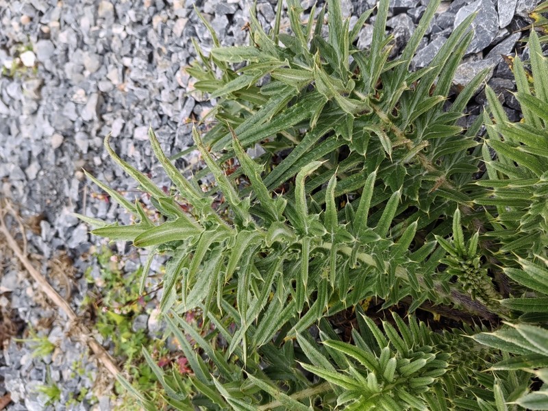 Cirsium botryodes photo 2